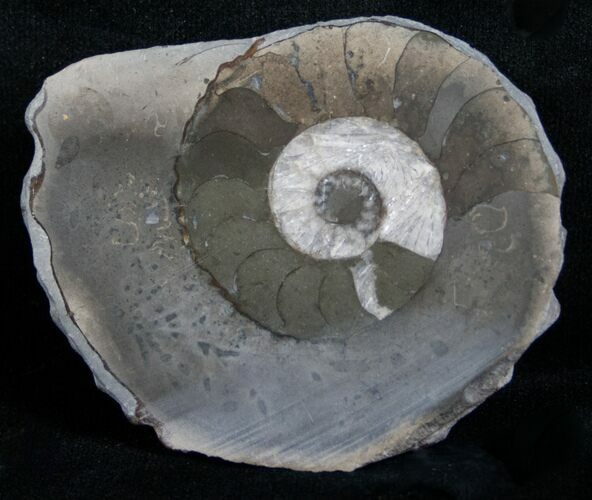 Slice Pleuroceras Ammonite Nodule - Wide #6332